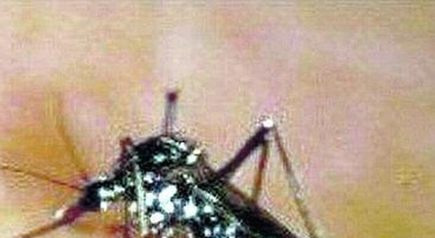 Parte la lotta alle zanzare: previste multe