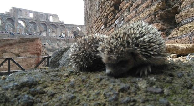 Inquilini speciali al Colosseo: una colonia di ricci si stabilisce all'anfiteatro Flavio