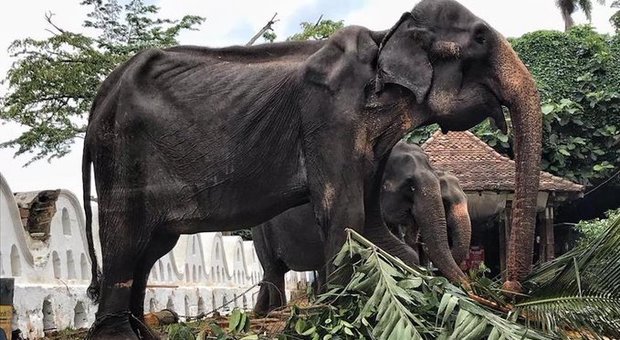 È morta Tikiri, l'elefantessa denutrita costretta a sfilare per la parata religiosa