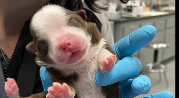 Il tenero Skipper, il cucciolo nato con sei zampe e due code. (immag pubbl da Neel Veterinary Hospital su Fb)