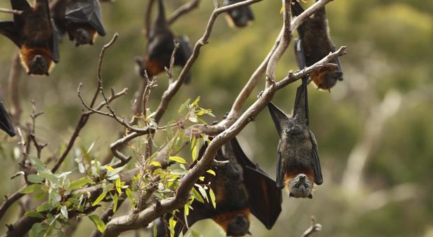 Strage di bimbi in Perù, 12 vittime: "Uccisi dai pipistrelli"