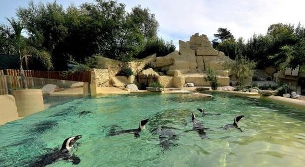 Roma, la Befana con i pinguini del Capo al Bioparco