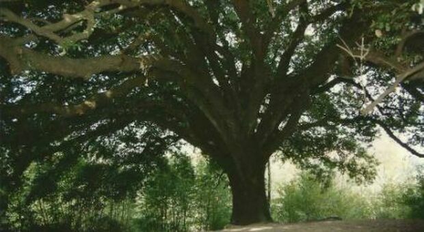 Morlupo, rinasce l'albero di San Francesco d'Assisi dopo otto secoli