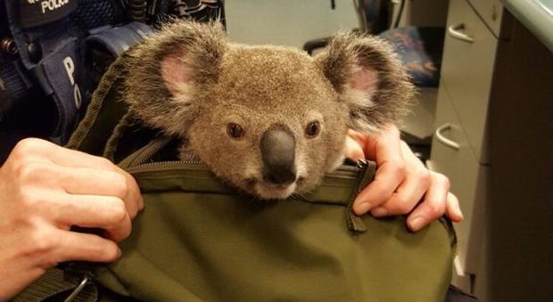 «Nulla da dichiarare?»: arrestata con un koala in borsa Foto
