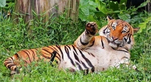 Tigre della Malesia morta annegata allo zoo. È un mistero, gli animalisti: «Impossibile»