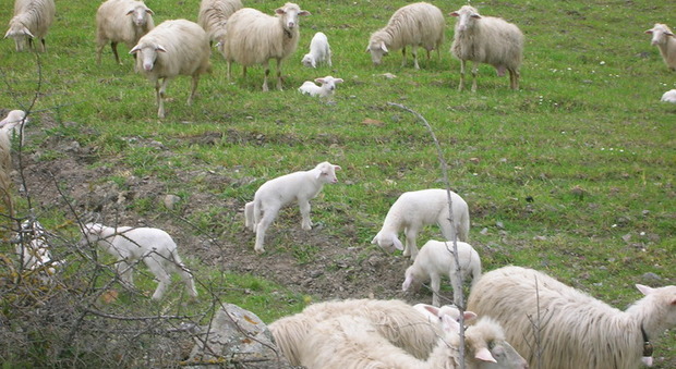 Nasce la scuola per pastorelle, l'iniziativa in Spagna per ristabilire l'equlibrio