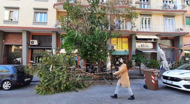 Maltempo a Napoli, cede un albero al Vomero per il forte vento