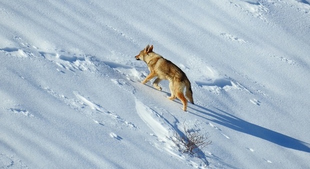 Non è un lupo ma un cane l’animale catturato, nel Parco della Lessinia