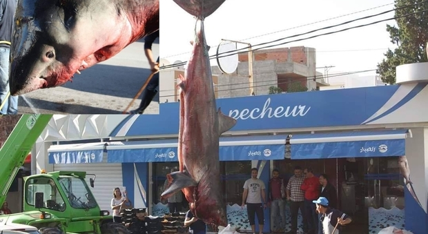 Grosso squalo bianco finisce nelle reti in Tunisia. La rabbia degli animalisti.