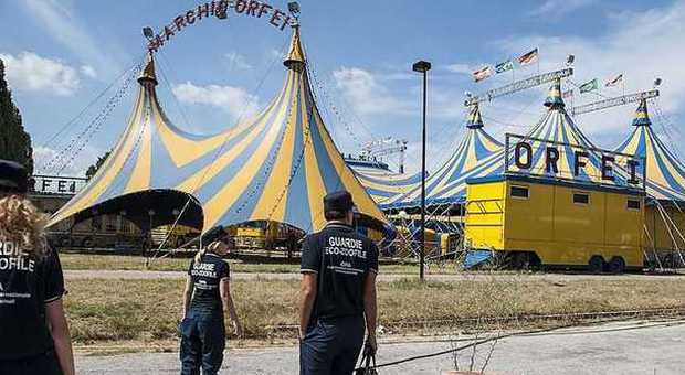 Pesaro, guardie zoofile multano il circo Ma Orfei: "Siamo in regola"