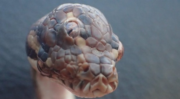 Serpente con tre occhi trovato in un parco: le foto incredibili