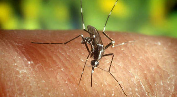 Dengue, secondo caso a Jesi, un caso anche a Firenze: da stasera disinfestazione contro le zanzare