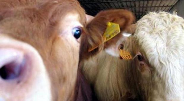 Colpo nell'azienda agricola: rubati trenta vitelli e 37 passaporti bovini