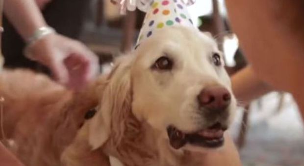 Bretagne, l'ultimo cane eroe dell'11 Settembre: festa extra lusso per il suoi 16 anni