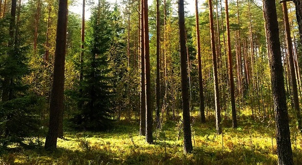 anello ritrovato 47 anni dopo usa foresta finlandia mistero san valentino