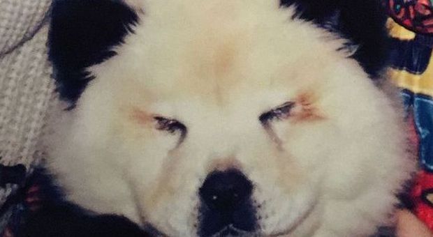 Brescia, cani Chow-chow "travestiti" e "truccati" da panda: denunciato il proprietario
