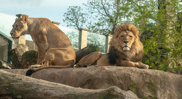 Covid, quattro leoni dello zoo di Barcellona positivi: sconosciute le cause del contagio