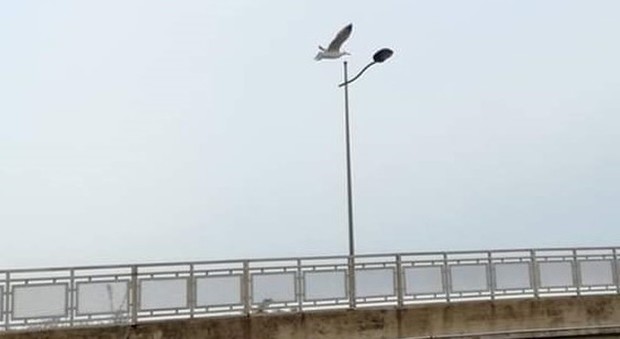 Gabbiani attaccano e uccidono piccioni tra i passanti terrorizzati