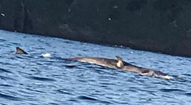 Balena morta nelle acque tra Ponza e Zannone, la carcassa arriva a Cala Feola