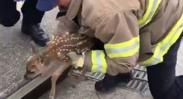 Cerbiatto intrappolato in un tombino viene salvato dai pompieri