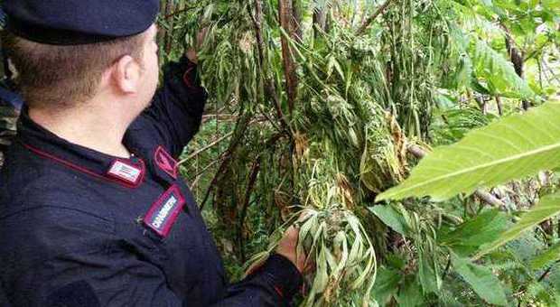 Ancora un sequestro di marijuana sui Lattari: distrutta piantagione