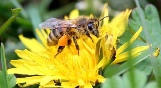 L'Ue vieta i pesticidi che uccidono le api: ma Bayer e Syngenta fanno denuncia alla Corte di giustizia europea