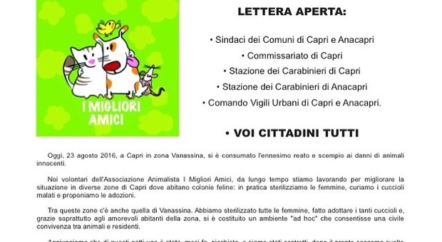 Killer dei gatti in azione a Capri, lettera aperta dell'Associazione i Migliori Amici