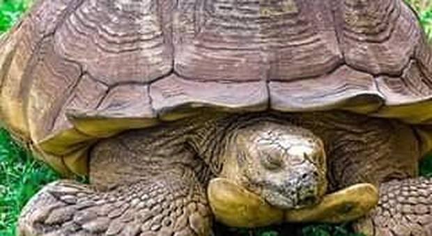 È morta Alagba, la tartaruga più anziana di tutta l'Africa: era considerata sacra