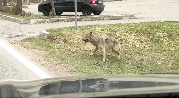Il lupo filmato girato a Forni di Sopra