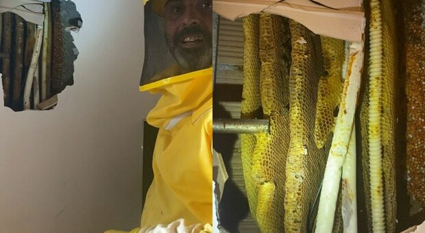 Trovate 50mila api nell’intercapedine di una casa a Castelnuovo di Porto. L’esperto: «Mai spruzzare veleno nei nidi». Ecco cosa fare