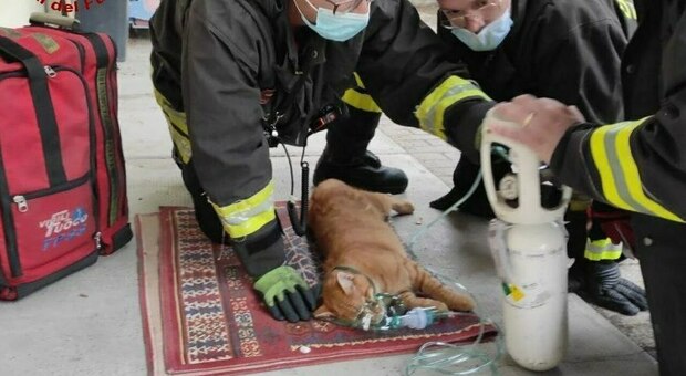 Il gatto salvato dai pompieri a Savorgnano