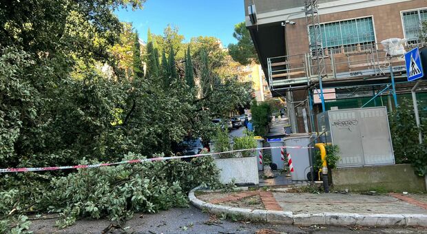 L'albero caduto in via Fonti Coperte vicino al parco di Sant'Anna a Perugia