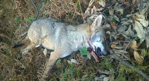 il lupo ucciso a Roverè Veronese (foto di LAV)