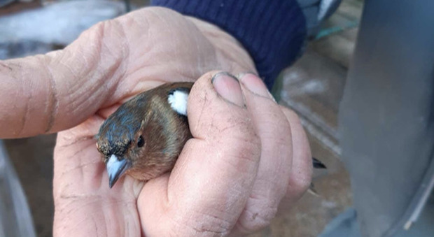 16 uccellini da richiamo tenuti abusivamente in gabbia: denunciato
