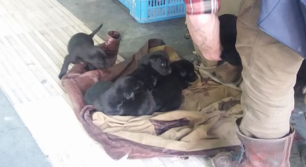 Cumana di Montesanto: rom ubriachi vendono cuccioli a 25 euro
