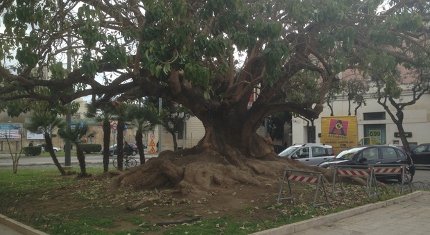 Troppa acqua tra le radici: sos per il “grande albero” di viale Marconi