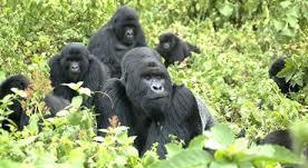 Gorilla in pericolo, Sos del Vaticano: in Congo è a rischio il parco naturale Virunga, patrimonio dell'Unesco