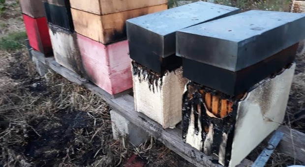 Sterminano con il fuoco 700mila api Raid contro un allevamento a Trentola