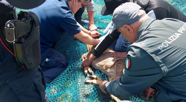 Porto d'Ascoli, cucciolo di capriolo salvato dalla Polizia Provinciale: era stato avvistato vicino alla stazione