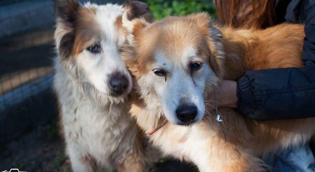 L'addio Napoli: i cani di Salvatore adottati. Ma due cercano ancora casa
