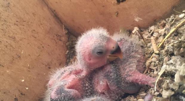 Nuove nascite a Zoomarine: sono nati due pappagalli, pesano 4 grammi