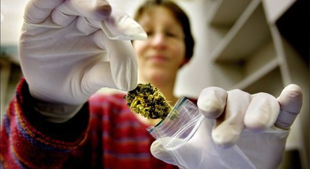 Cannabis medica, attenzione alle reazioni avverse: segnalati 20 casi in 6 mesi