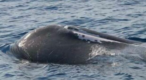 Cina, balene arenate: operazioni di salvataggio nell'est del Paese