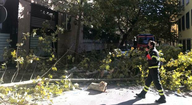 Maltempo a Napoli, albero cade sul terrazzo al Vomero: chiusa via Cimarosa
