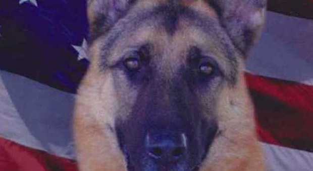 Dante, cane poliziotto malato, soppresso dopo 9 anni di servizio (Massachusetts state police)