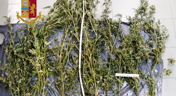 Dieci piante di marijuana sul terrazzo, arrestato pusher coltivatore a Castellammare