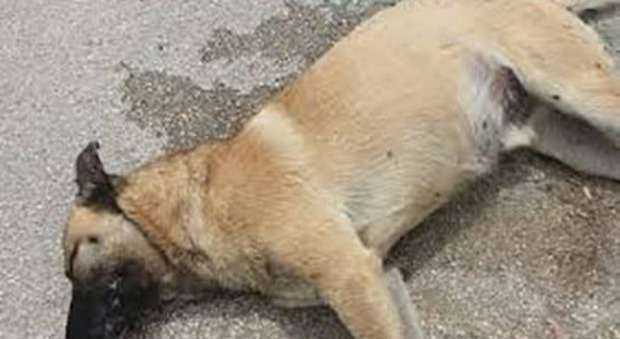 Choc in Campania, quattro cani morti per polpette avvelenate