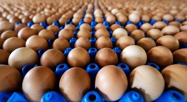 Ritorna la paura delle uova contaminate con antibiotici, ritirate migliaia di confezioni dagli scaffali di Germania e Polonia