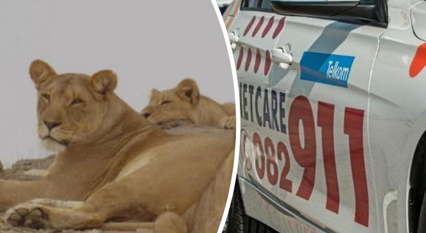 Turista sbranata dai leoni durante il safari in Sudafrica: aveva 22 anni