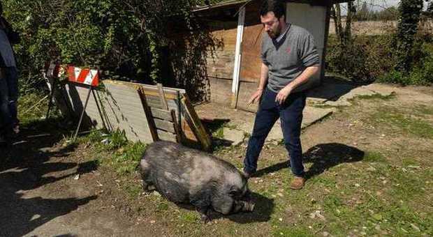 Salvini al campo rom: "Li chiuderei tutti" E un maiale "carica" il segretario leghista